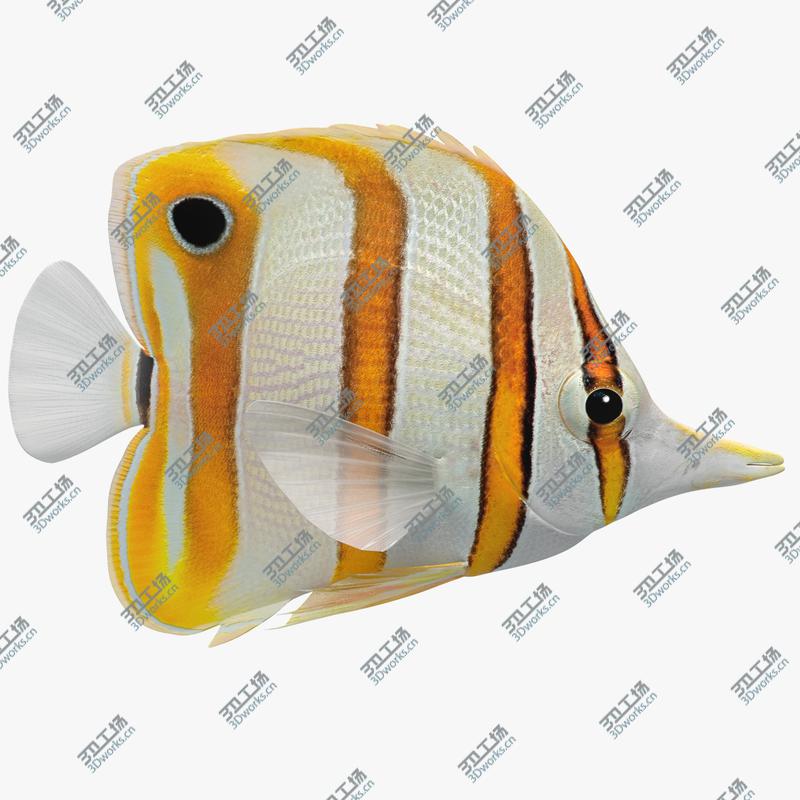 images/goods_img/2021040161/3D Copperband Butterflyfish (Animated)/1.jpg